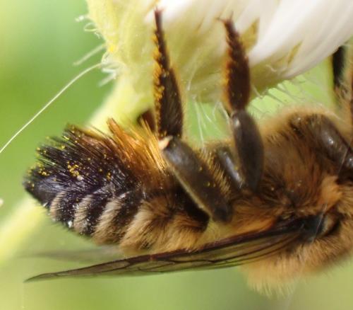 Réf. 329 566 : Megachile willughbiella